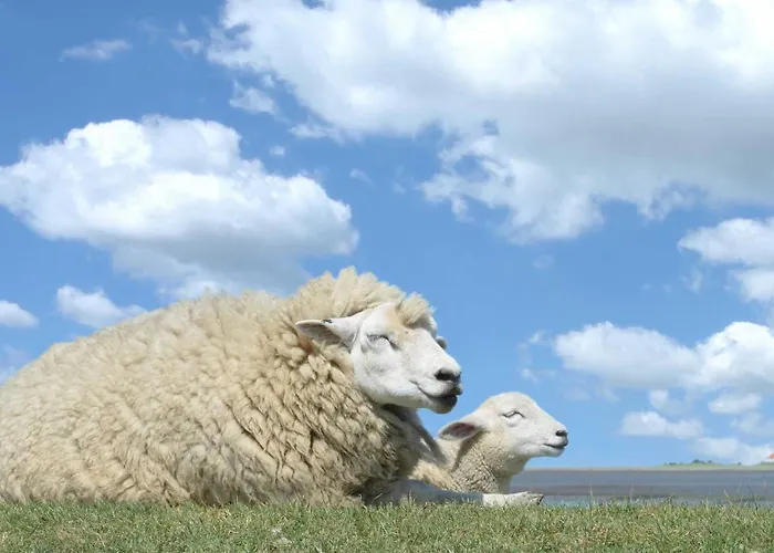 Seestern Daire Schillig